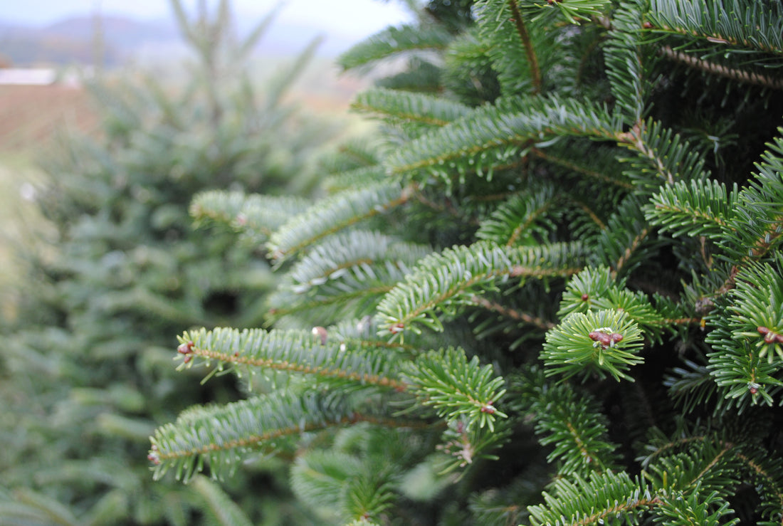 How to keep your Christmas tree looking fresh