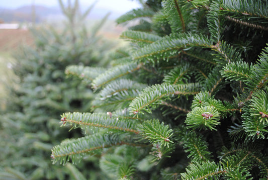How to keep your Christmas tree looking fresh