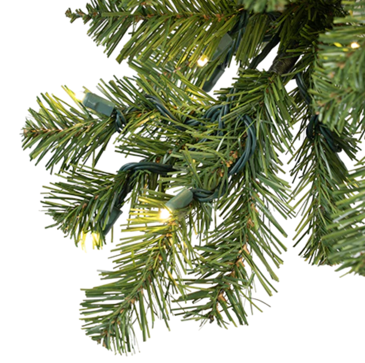 Mountain Pine Tree
