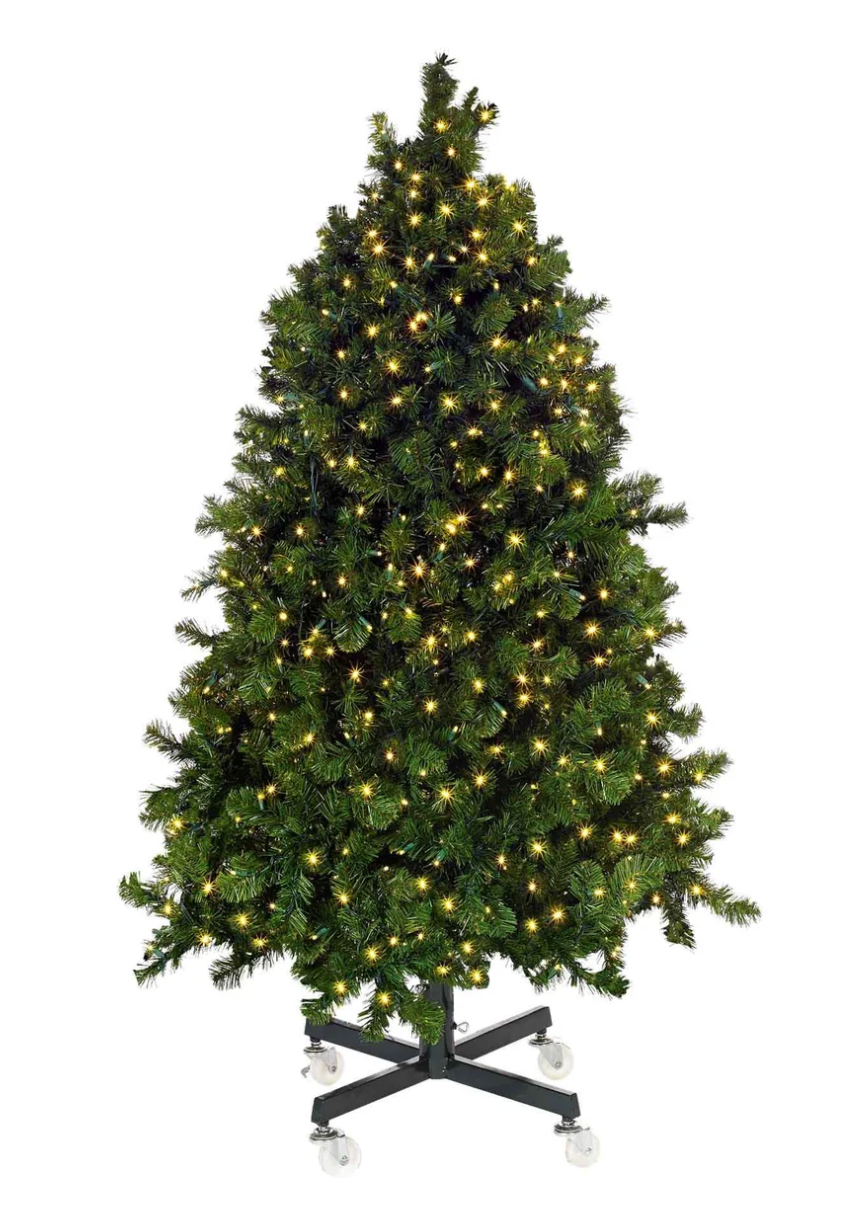 Olympia Pine Tree