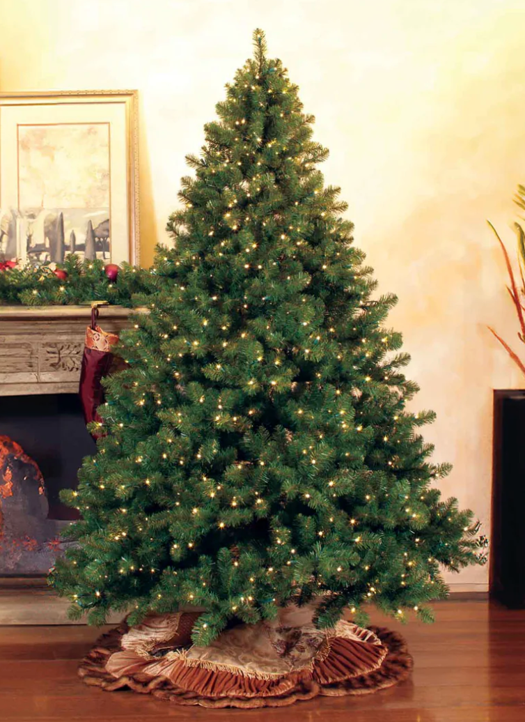 Olympia Pine Tree