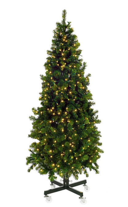 Olympia Pine Tree