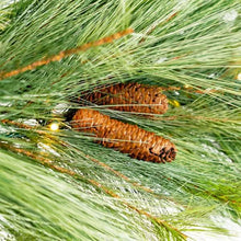 Torrey Pine Garland- 10' Length x 20"