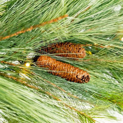 Torrey Pine Garland- 10' Length x 20"