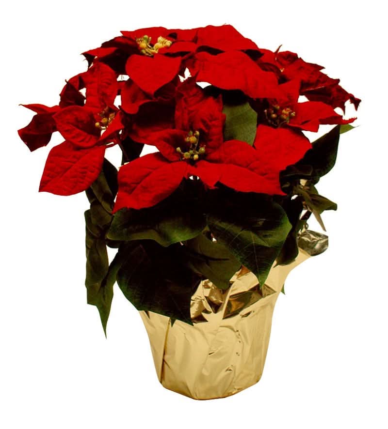 Silk Poinsettia Plant, 14-15" tall in a 6" pot with approximately eight flowers