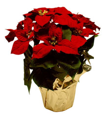 Silk Poinsettia Plant, 14-15" tall in a 6" pot with approximately eight flowers
