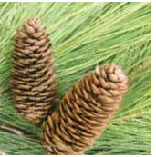 Bristle Pine Garland Pine Cones