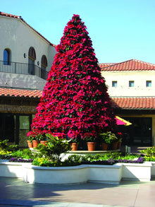 Poinsettia Christmas Tree