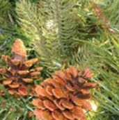 Scotch Pine Commercial Garland with Pine Cones