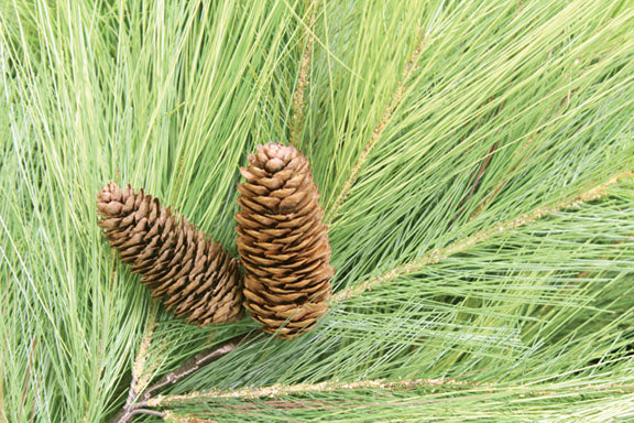Torrey Pine Wreath